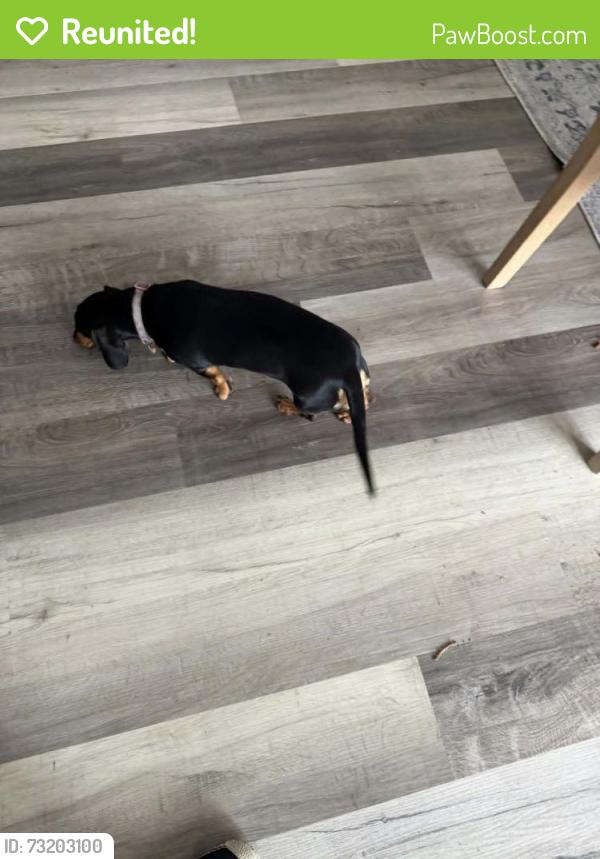 Reunited Female Dog last seen Dinero Dr, Winter Springs, FL (Sunrise Community off of Redbug and Tuskawilla), Winter Springs, FL 32708
