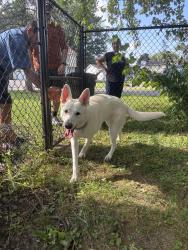 Reunited Female Dog last seen Blackberry and Oswego Rd, Liverpool, NY 13090