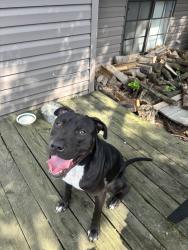 Found/Stray Male Dog last seen Near Harmony Lane, Indianapolis, IN 46221