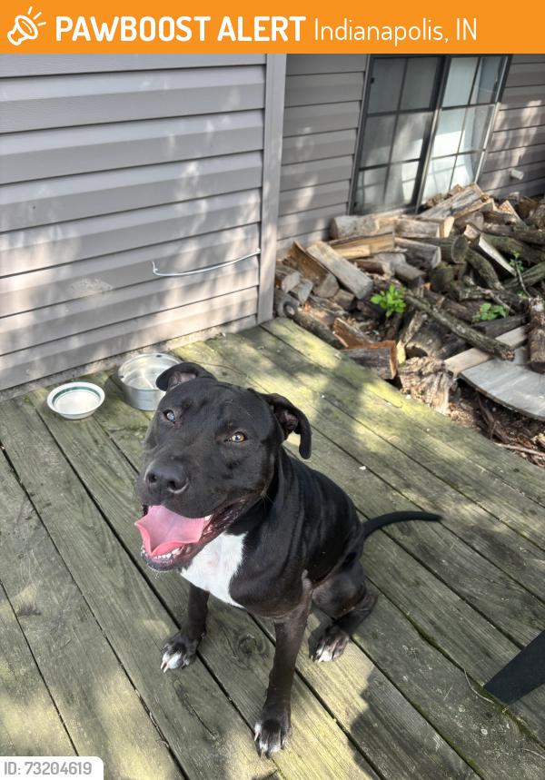 Found/Stray Male Dog last seen Near Harmony Lane, Indianapolis, IN 46221