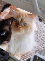 Lost Male Cat last seen Barrack road, Bournemouth, Christchurch and Poole, England BH23 2AX