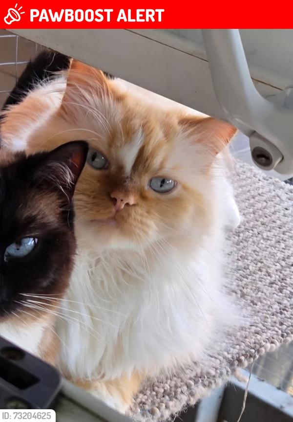 Lost Male Cat last seen Barrack road, Bournemouth, Christchurch and Poole, England BH23 2AX