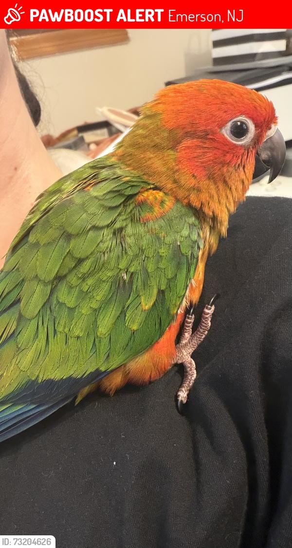 Lost Female Bird last seen Ackerman Ave and Oakland Ave, Emerson, NJ 07630