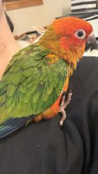 Lost Female Bird last seen Ackerman Ave and Oakland Ave, Emerson, NJ 07630