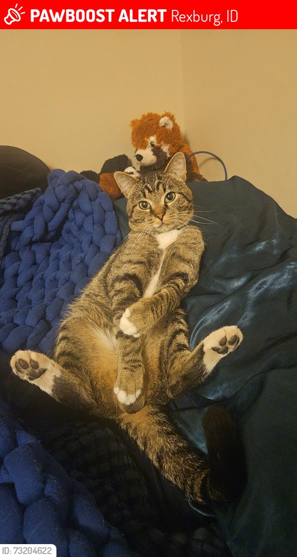 Lost Male Cat last seen Les Schwab, Rexburg, ID 83440