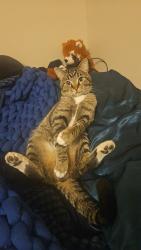 Lost Male Cat last seen Les Schwab, Rexburg, ID 83440