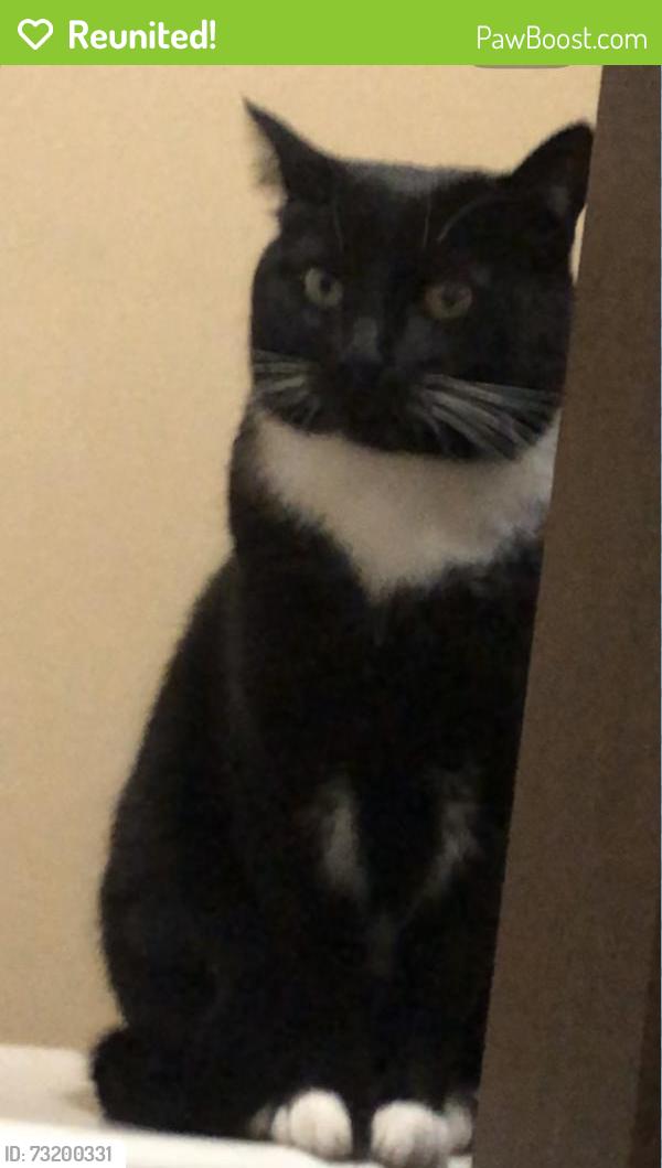 Reunited Female Cat last seen Near Beach Dr SW Seattle, WA 98116 United States, Seattle, WA 98116