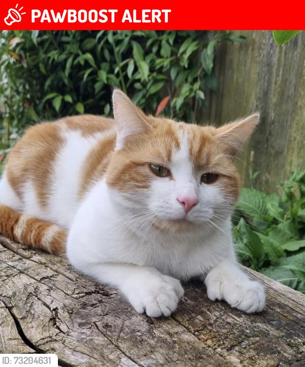 Lost Male Cat last seen DE55 6EJ, Higham, England DE55 6EJ