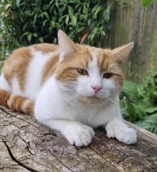 Lost Male Cat last seen DE55 6EJ, Higham, England DE55 6EJ