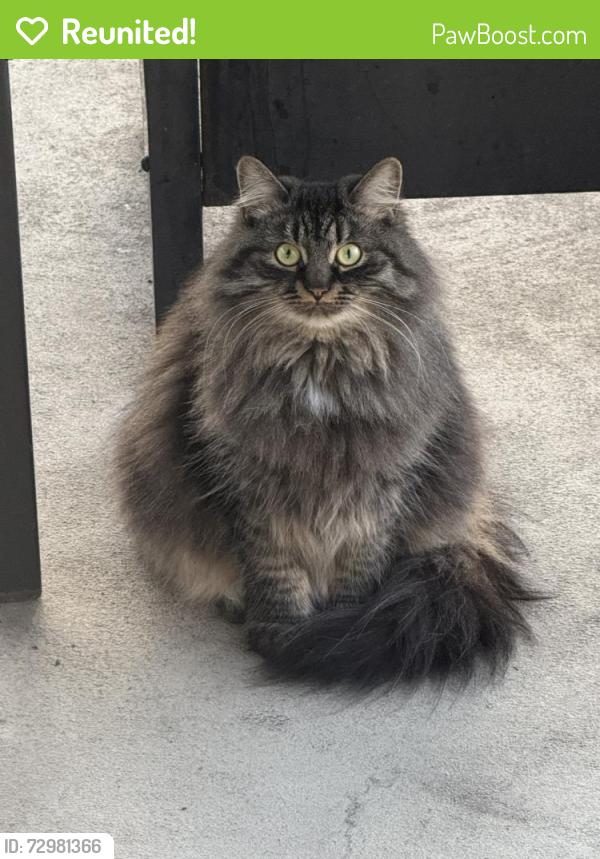 Reunited Female Cat last seen Raidsson Street, Montréal, QC H8R 2X2