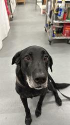 Lost Male Dog last seen Cleveland and Eisenhower, Loveland, CO 80537