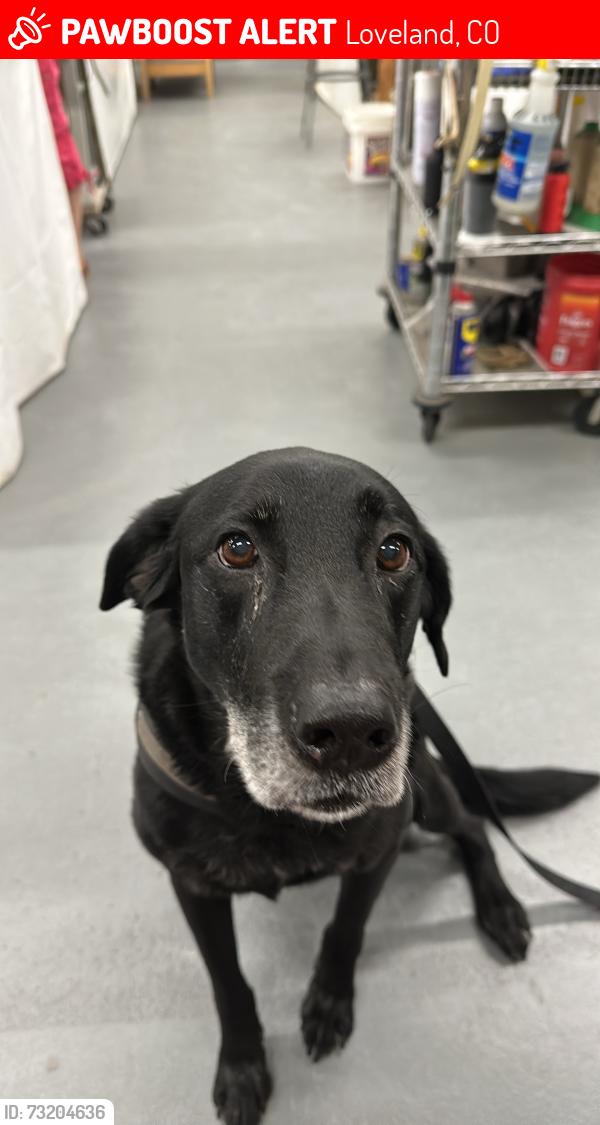 Lost Male Dog last seen Cleveland and Eisenhower, Loveland, CO 80537