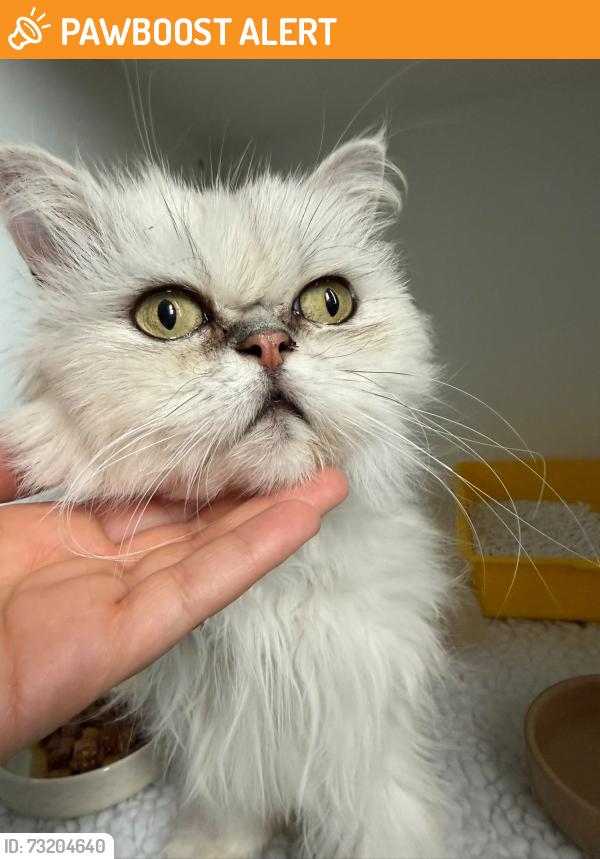 Found/Stray Female Cat last seen Atherstone, Atherstone, England 