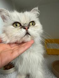 Found/Stray Female Cat last seen Atherstone, Atherstone, England 