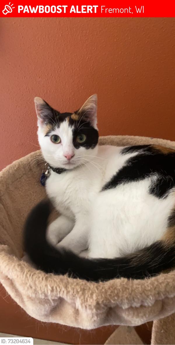 Lost Female Cat last seen Highway 96, Fremont, WI 54940