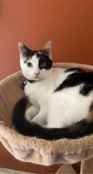 Lost Female Cat last seen Highway 96, Fremont, WI 54940