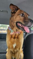 Reunited Female Dog last seen Price and south Chamberlain, North Port, FL 34286