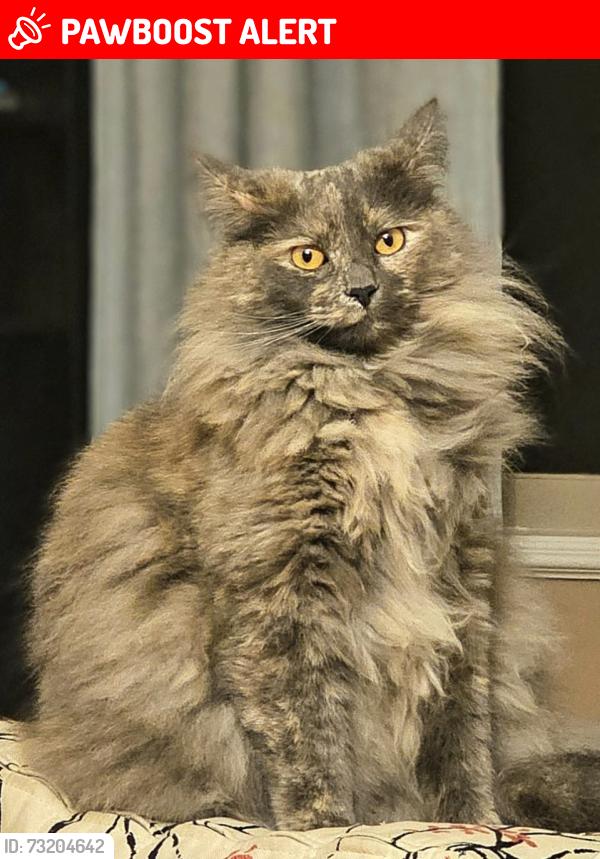 Lost Female Cat last seen Francis way and Memorial drive, New Westminster, New Westminster, BC V3L 0A7