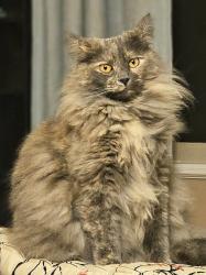 Lost Female Cat last seen Francis way and Memorial drive, New Westminster, New Westminster, BC V3L 0A7