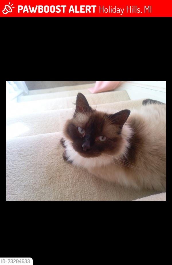 Lost Unknown Cat last seen Lone Lookout Rd, Holiday Hills, MI 49686