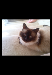 Lost Unknown Cat last seen Lone Lookout Rd, Holiday Hills, MI 49686