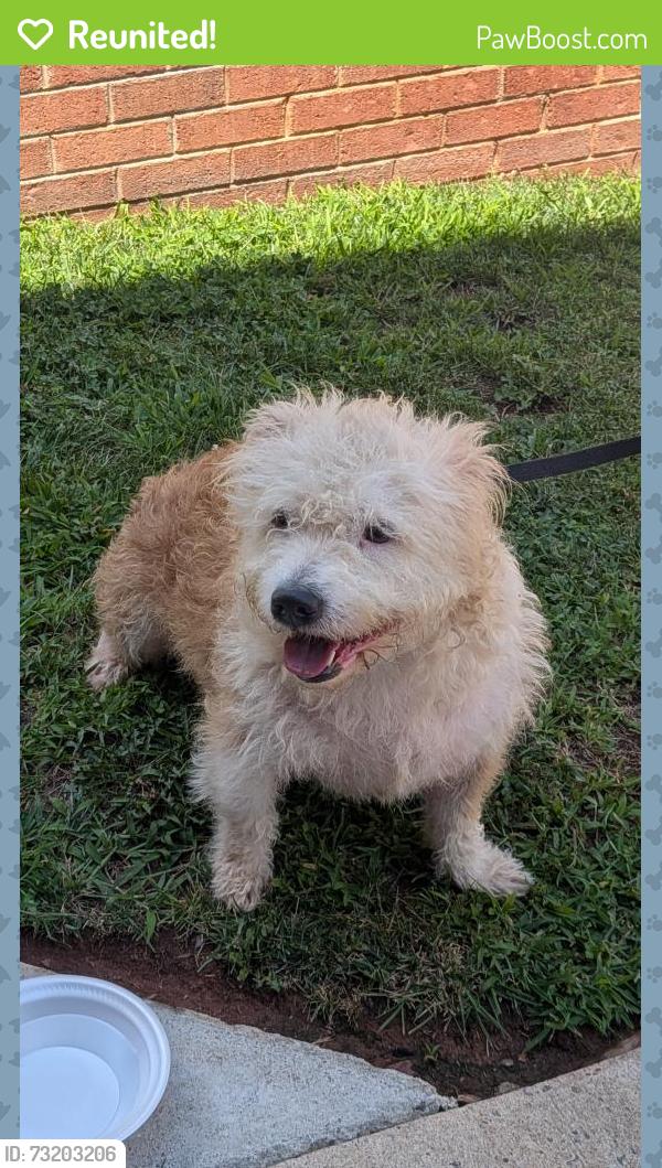 Reunited Female Dog last seen Near 18th St se, Hickory, NC 28602