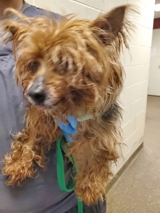 Shelter Stray Male Dog last seen Otranto Road and Omaha Street, North Charleston, SC, 2455 Remount Rd, North Charleston, SC 29406, USA