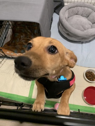 Shelter Stray Female Dog last seen Near Covington Hwy, Decatur, GA 30035, 30035, GA, 3280 Chamblee Dunwoody Rd, Chamblee, GA 30341, USA