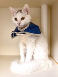 Shelter Stray Female Cat last seen Alexandria, VA, 22309, Carlos Ct/Village Green Dr, Fairfax County, VA, 4500 West Ox Rd, Fairfax, VA 22030, USA