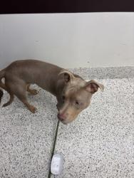 Shelter Stray Male Dog last seen Near Delowe dr t-12, Atlanta, GA, 1251 Fulton Industrial Blvd NW, Atlanta, GA 30336, USA