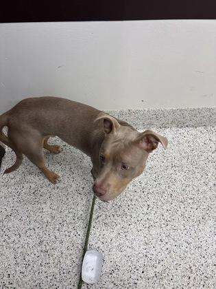 Shelter Stray Male Dog last seen Near Delowe dr t-12, Atlanta, GA, 1251 Fulton Industrial Blvd NW, Atlanta, GA 30336, USA