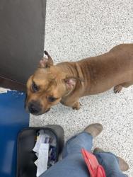 Shelter Stray Female Dog last seen Near Old National Hwy, Atlanta, GA, 1251 Fulton Industrial Blvd NW, Atlanta, GA 30336, USA