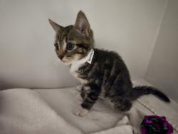 Shelter Stray Female Cat last seen Alexandria, VA, 223036, Richmond Hwy &HollyHillRd, Fairfax County, VA, 4500 West Ox Rd, Fairfax, VA 22030, USA