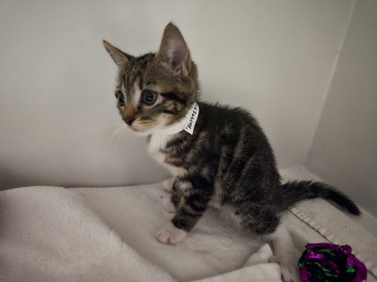 Shelter Stray Female Cat last seen Alexandria, VA, 223036, Richmond Hwy &HollyHillRd, Fairfax County, VA, 4500 West Ox Rd, Fairfax, VA 22030, USA
