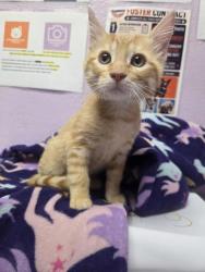 Shelter Stray Male Cat last seen W University Way and Wiggins Intersection, CITY of El Paso, TX, 5001 Fred Wilson Ave, El Paso, TX 79906, USA