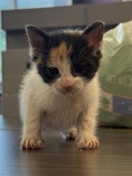Shelter Stray Female Cat last seen Near BRET HARTE DR, COUNTY of El Paso, TX, 5001 Fred Wilson Ave, El Paso, TX 79906, USA