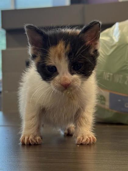 Shelter Stray Female Cat last seen Near BRET HARTE DR, COUNTY of El Paso, TX, 5001 Fred Wilson Ave, El Paso, TX 79906, USA