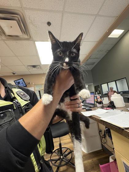Shelter Stray Unknown Cat last seen Near State St, Grand Island, NE, 1312 Sky Park Rd, Grand Island, NE 68801, USA