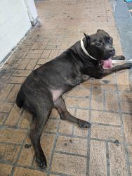 Found/Stray Female Dog last seen Chevron gas station 441 & SW 21st St, Fort Lauderdale, FL 33317