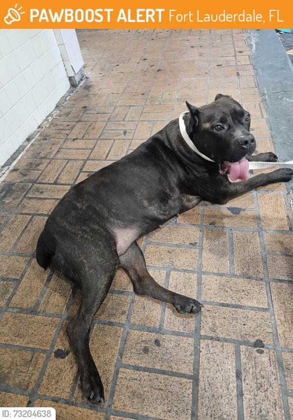 Found/Stray Female Dog last seen Chevron gas station 441 & SW 21st St, Fort Lauderdale, FL 33317