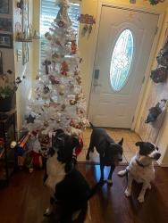 Reunited Male Dog last seen Near Quail lk San Antonio Texas 78244, San Antonio, TX 78244