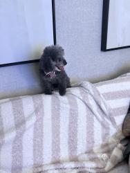 Lost Female Dog last seen Brandon place bellshill, Bellshill, Scotland 