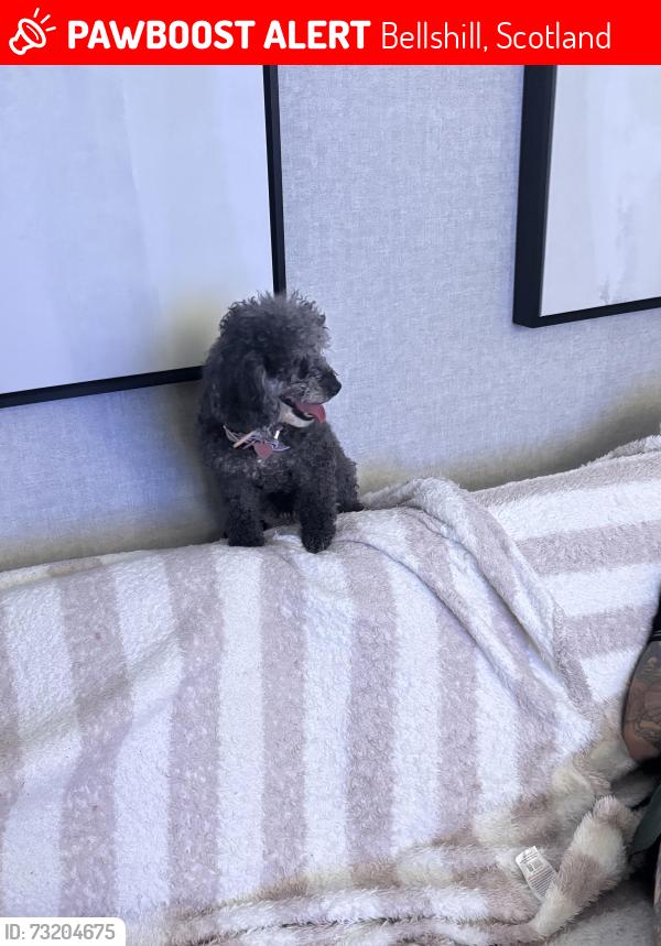 Lost Female Dog last seen Brandon place bellshill, Bellshill, Scotland 