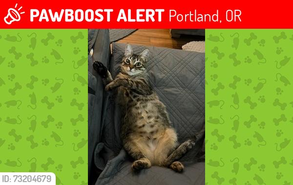 Lost Female Cat last seen dickinson court and dickinson ln, 97219, Portland, OR 97219