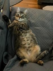 Lost Female Cat last seen dickinson court and dickinson ln, 97219, Portland, OR 97219