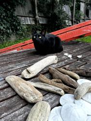 Reunited Female Cat last seen 14th Ave & Taraval St, San Francisco, CA 94116