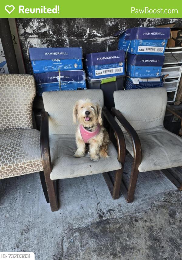 Reunited Female Dog last seen 3rd ave, Los Angeles, CA 90043