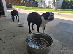 Reunited Female Dog last seen Hillcrest and City View, San Antonio, TX 78228