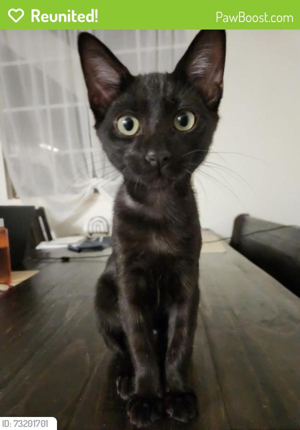 Reunited Male Cat last seen Near bridgewood dr, La Palma, CA 90623
