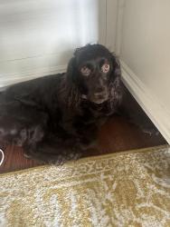 Reunited Female Dog last seen Near ringgold Ln Plano tx 75093, Plano, TX 75093